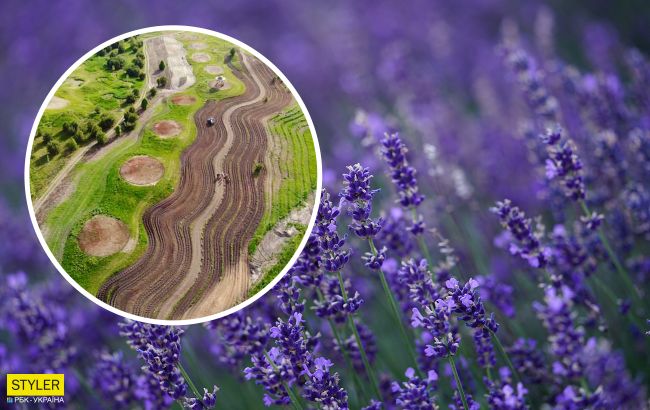 В Украине появятся лавандовые реки: все подробности