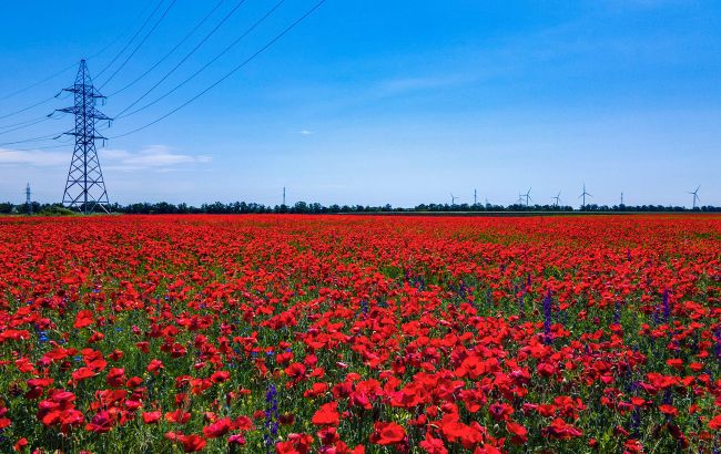 Жгучее маковое поле: украинцев поразили невероятно красивые фото