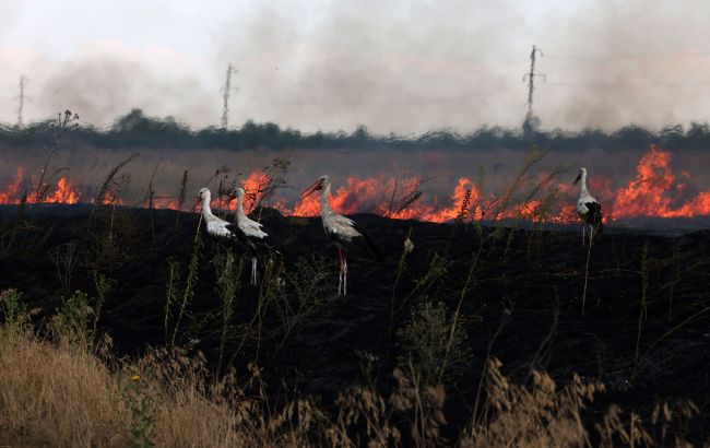 Штрафи та навіть в'язниця. Що грозить українцям за спалювання листя й трави