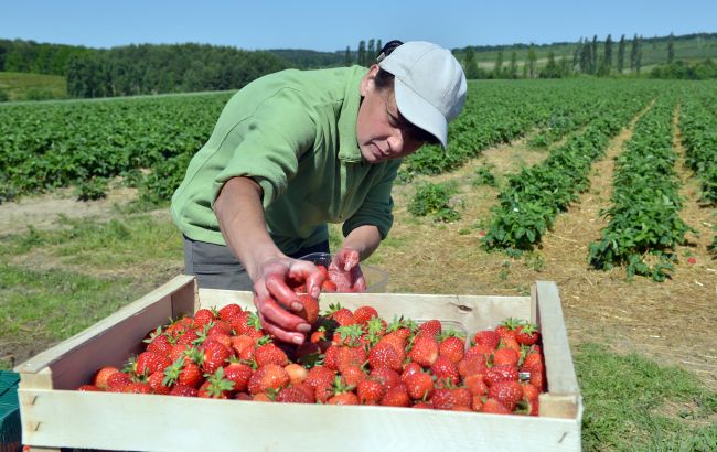 В Украине стремительно выросло количество сезонных вакансий: кого ищут на лето