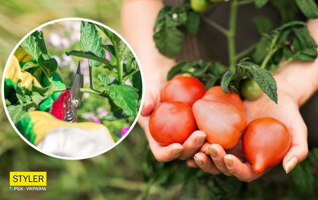 Как и когда обрезать листья помидоров, чтобы добиться щедрого урожая