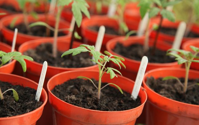 Не купуйте насіння: експерт назвав простий трюк для великого врожаю помідорів