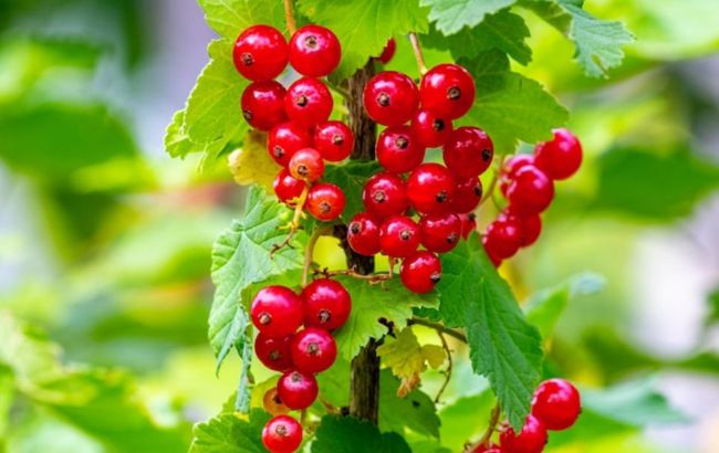 "Порічка" чи "смородина"? Як звучить правильно назва ягоди українською