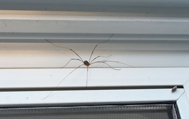 Як позбутися павуків вдома: простий і дешевий спосіб