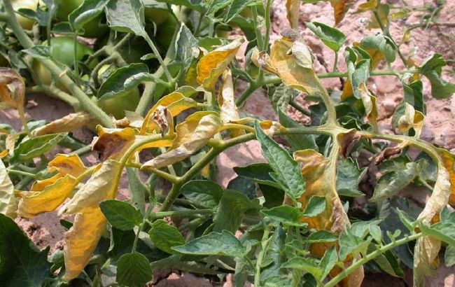Чому жовтіє листя помідорів і як цьому запобігти, щоб отримати гарний урожай