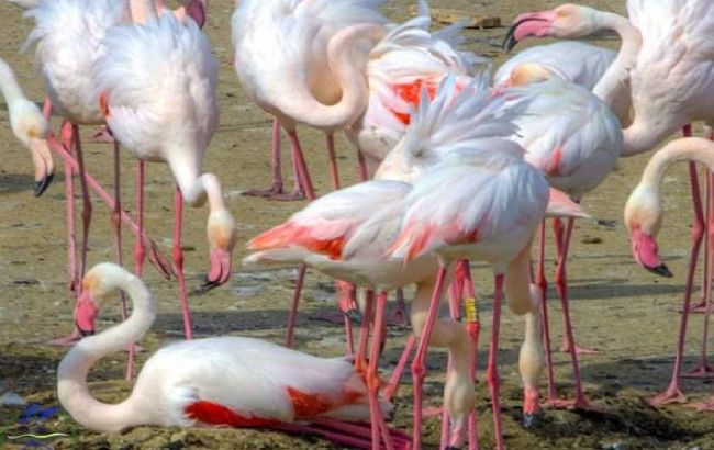 Украинские фламинго. Впервые под Одессой вылупилось почти две сотни птенцов (фото)
