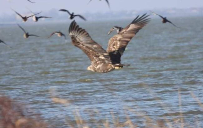 Розмах крил до 2,5 метра. Зоологи показали унікальних птахів, що водяться під Одесою
