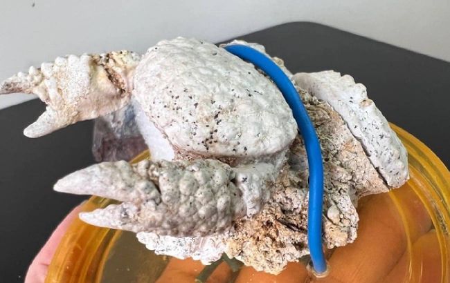 В Україні знайшли унікальні рештки давніх істот, яким 400 млн років. Їх хотіли вкрасти