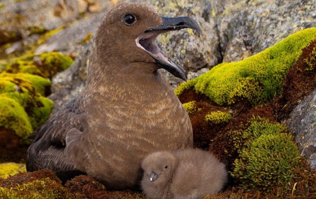 Полярники показали арктичних пташенят, які вперше за два роки вилупились біля станції: милі фото