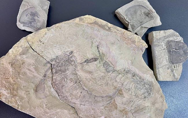 Палеонтологічні цінності, віком 443 мільйони років, намагались вивезти з України (фото)