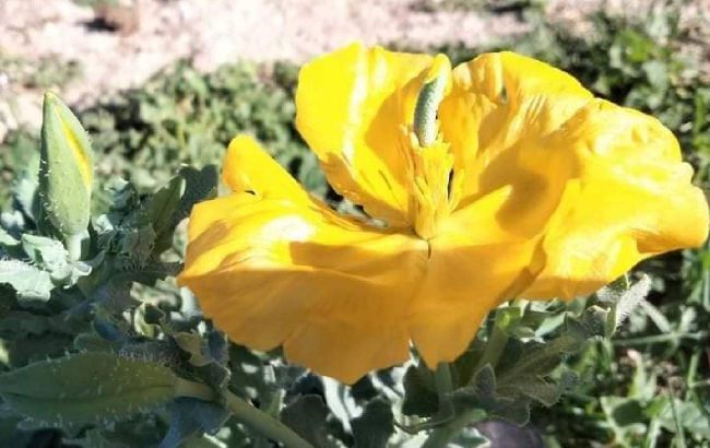 В Украине расцвел очень редкий цветок, занесенный в Красную книгу: фото