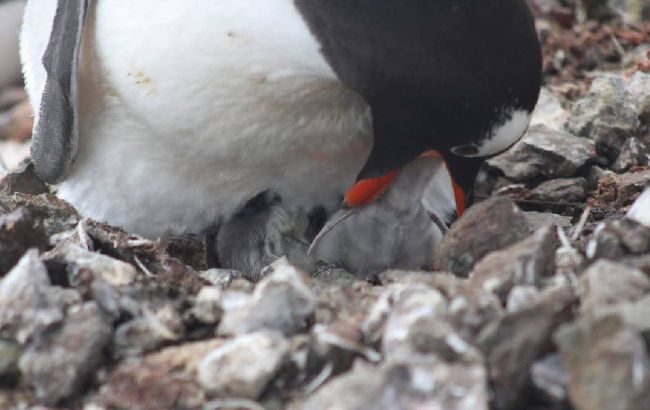 Полярники со станции "Академик Вернадский" показали, как пингвины кормят детенышей: видео