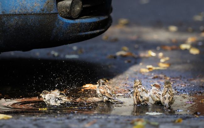 Привычные соседи исчезают: как климат влияет на птиц Украины и кто уже "переселился"