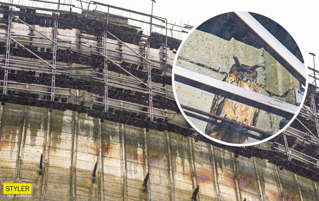 В Чернобыле огромная хищная птица поселилась прямо на градирне ЧАЭС (фото)