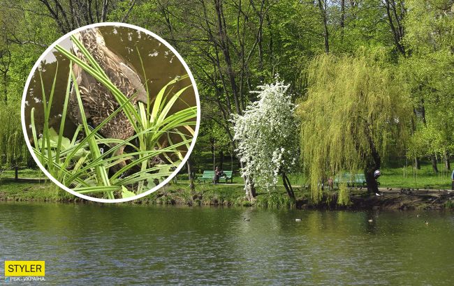 На прудах в Киеве массово погибли утки и рыба: что произошло (фото)
