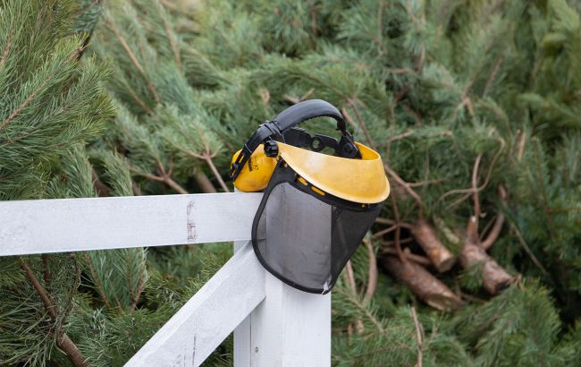 В Киеве заработали пункты приема новогодних елок: как найти ближайший