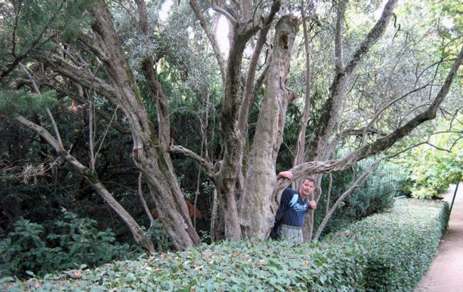 Де росте і як виглядає найстаріше дерево України, якому 2000 років