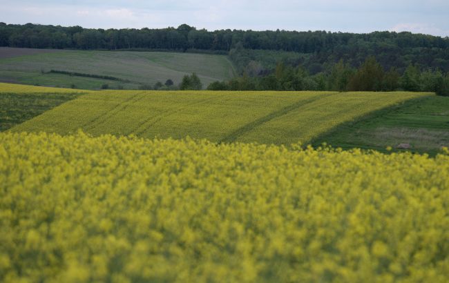 В АСС сделали заявление по экспортному регулированию для масличных культур