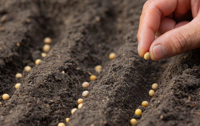 Заморозки не страшні. Що потрібно сіяти та садити у березні на городі