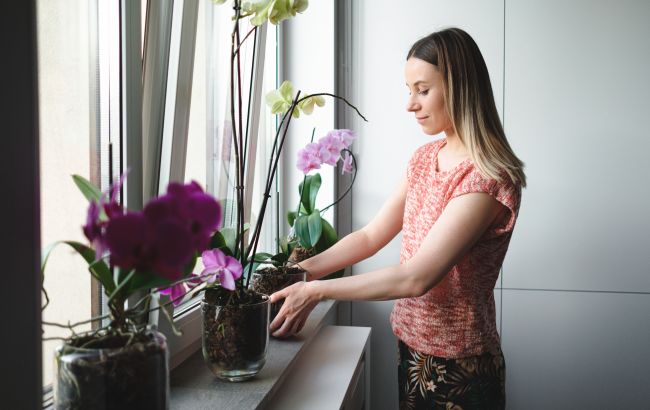 Как "заставить" орхидею выпустить бутоны: поможет копеечное средство