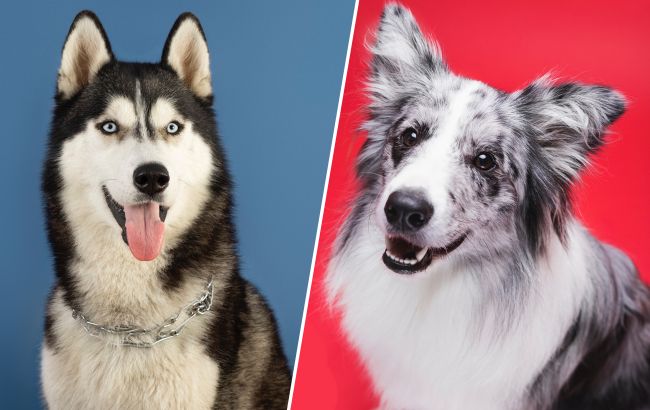 Страждають від самотності: 10 порід собак, яким постійно треба господар