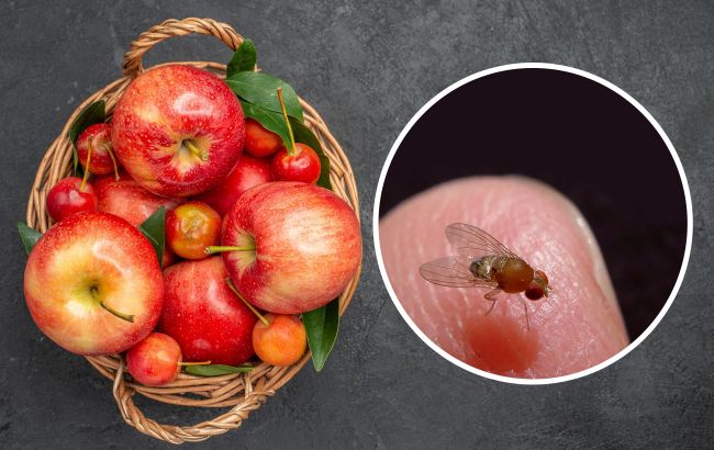 Вберегти фрукти і овочі: 6 "домашніх" способів позбутися плодових мушок на кухні