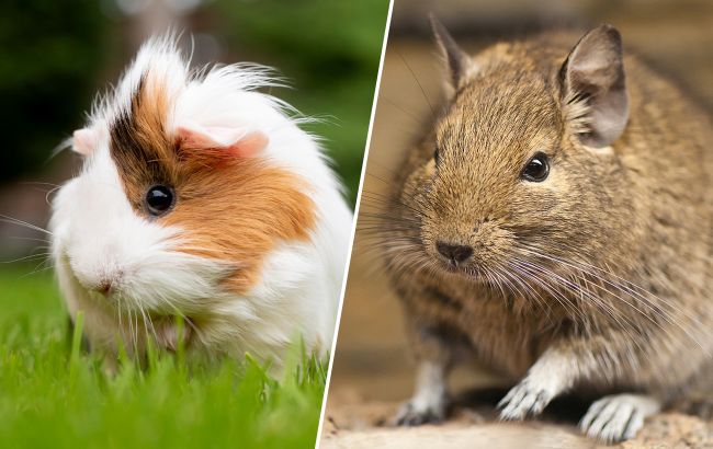 8 дрібних гризунів, які можуть стати вашими улюбленцями