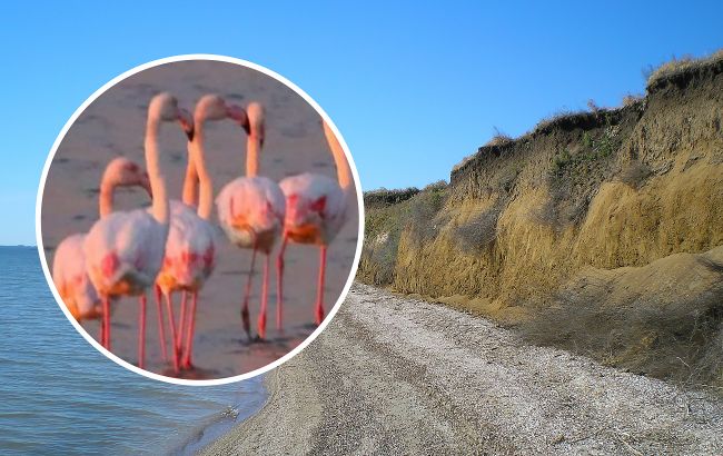 В Україну прилетіли птахи-"розвідники" з особливою місією (фото)