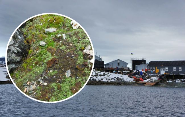 Українські полярники виявили новий вид рослини в Антарктиці: неймовірні фото