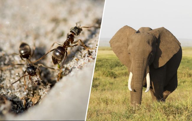 Топ-5 дивовижних фактів, чому тварини перевершують людину