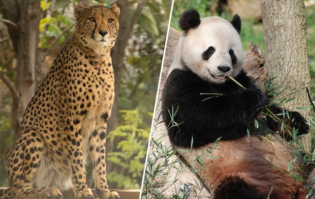 5 тварин, які майже не мають інстинктів виживання