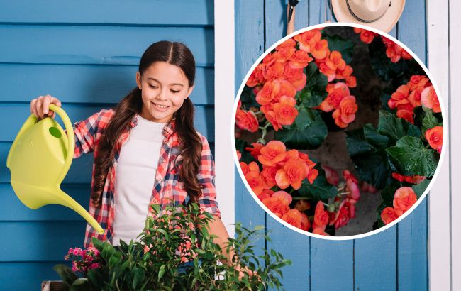 Світло не потрібно: 7 рослин, які полюбляють тінь