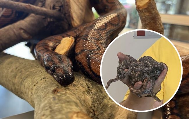 Змея Роналду родила 14 детенышей, хотя 9 лет ни с кем не контактировала: как это произошло