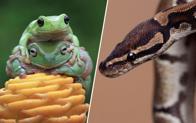 Альтернатива пушистикам: топ-8 экзотических любимцев, которые могут напугать гостей