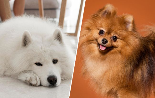 Топ-6 собак з милими хвостами-бубликами: пухнасті "ведмежата"