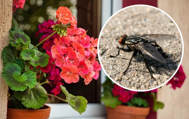 7 садових рослин, які змусять мух триматися подалі