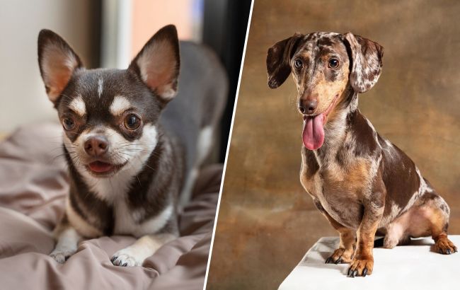 9 порід собак, які живуть найдовше