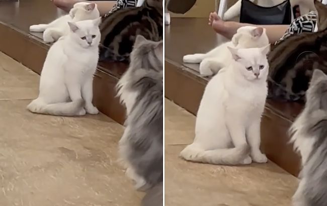 Найсумніший кіт у світі став зіркою звичайного кафе: він розчулить будь-кого