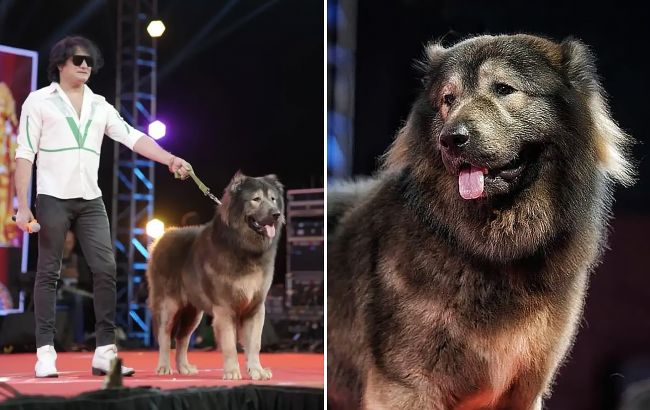 Цуценя вагою 75 кілограмів та вартістю 5,3 млн євро: як виглядає найдорожча собака у світі