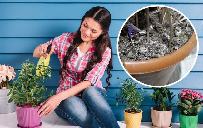 Пліснява на ґрунті: як позбутися від поширеної проблеми кімнатних рослин
