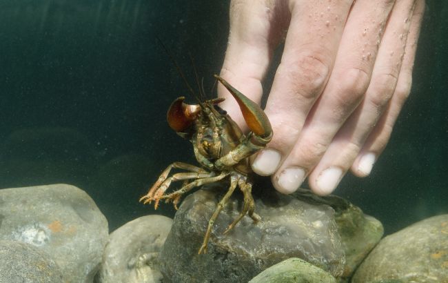 Як українцям можна ловити раків, щоб не отримати штраф: поради рибалкам