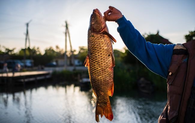 Нерестову заборону скасовано? Як рибалити влітку безпечно й законно