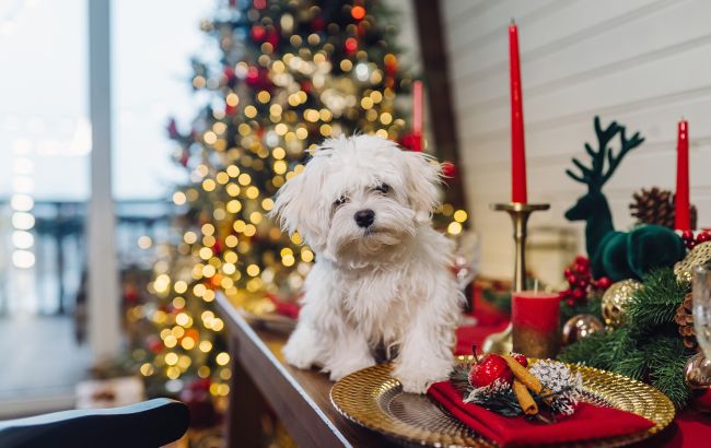 Что стоит подготовить для домашних животных на Новый год, чтобы избежать неприятностей