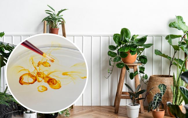 Комнатные растения быстро пойдут в рост благодаря йоду: как применять