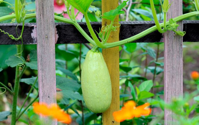 Чем подкормить кабачки для большого урожая: действенное средство