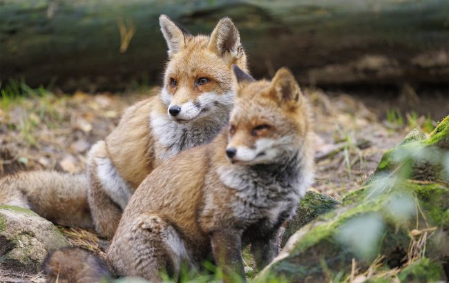 У деяких регіонах України стало критично багато хижаків. Чи відкриють полювання