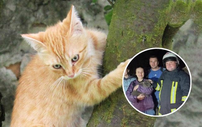 Под Киевом спасатели спасали женщину, которая хотела спасти котика (фото)