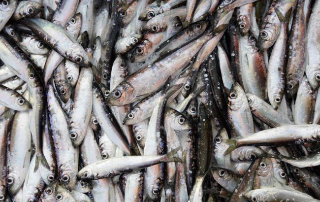 Супер-економні і смачні котлети з недорогої риби - мороженої салаки