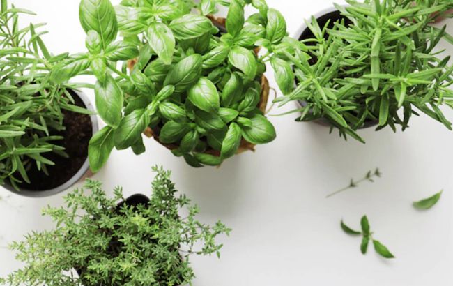 Як виростити зелень на підвіконні вдома, щоб взимку завжди мати свіжу