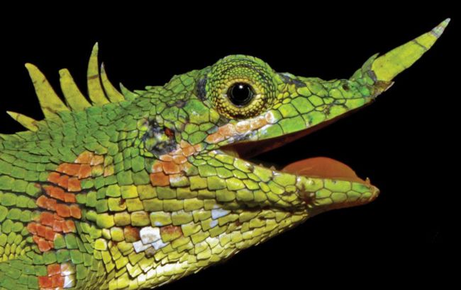 Ученые обнаружили носорогих драконов, которых считали вымершими: что известно о рептилии